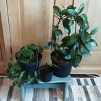 SET DRIE SOORTEN Hoya, Prijs voor alledrie samen, Ophalen of Verzenden, In pot