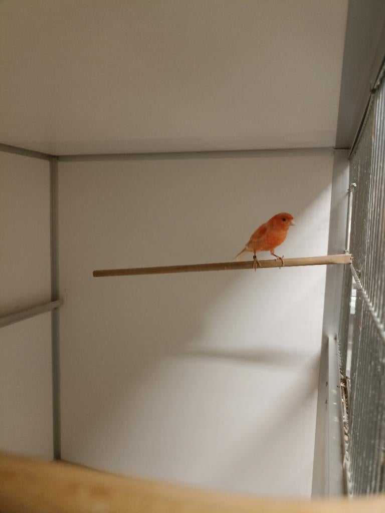 Kanarie, Dieren en Toebehoren, Mannelijk