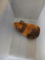 Jonge cavias zeugjes zoeken nieuwe thuis, Dieren en Toebehoren, Knaagdieren, Februari, Vrouwelijk, Cavia