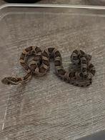 Kleine korenslang, Dieren en Toebehoren