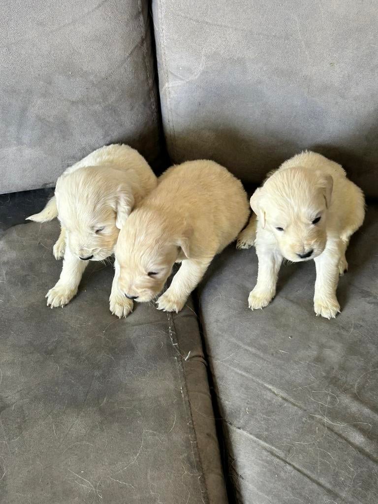 Mooi nestje golden retrievers, Ophalen, Dier