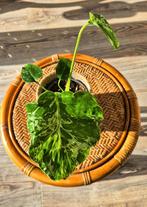 Monstera Bulbasaur Variegata, Huis en Inrichting, Ophalen, Overige soorten, Halfschaduw, In pot