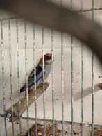 Parkieten, Dieren en Toebehoren, Vogels | Parkieten en Papegaaien