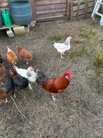 Broedeieren kippen – ISA Brown/Sussex /Harco mix ( kruising), Dieren en Toebehoren