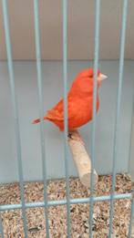 Ruim aanbod kanaries, Dieren en Toebehoren