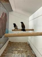 Vogels, Animaux & Accessoires, Oiseaux | Oiseaux Autre, Plusieurs animaux, Oiseau tropical, Bagué