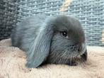 Lieve & mooie raszuivere jonge Franse Hangoor konijntjes, Dieren en Toebehoren, Meerdere dieren, Groot, Hangoor, 0 tot 2 jaar