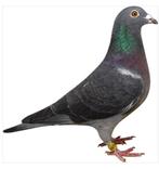 Stichelbaut cock 2024, Mâle, Pigeon voyageur