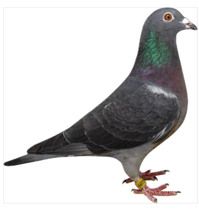 Stichelbaut cock 2024, Animaux & Accessoires, Oiseaux | Pigeons, Pigeon voyageur, Mâle