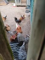 Antwerpse baardkriel haan, Dieren en Toebehoren, Pluimvee, Mannelijk, Kip