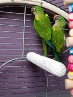 Conure tête de peche, Animaux & Accessoires, Enlèvement