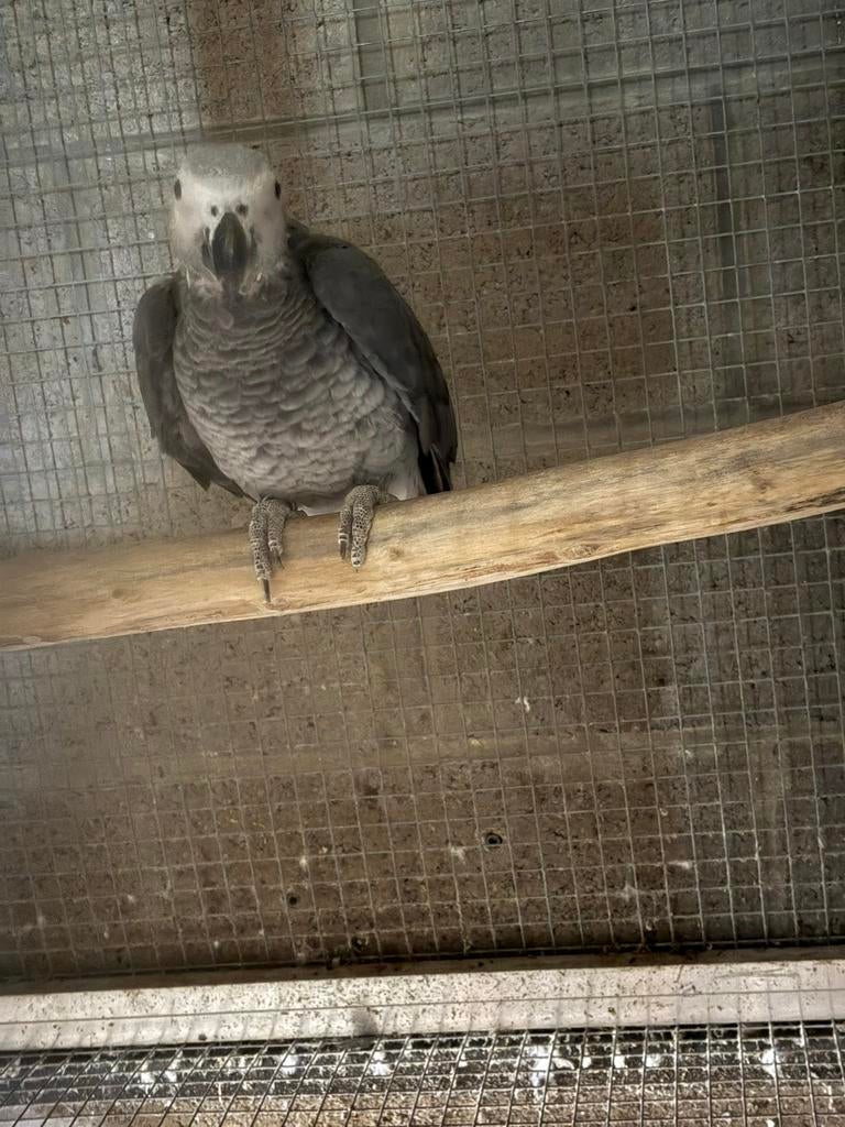 Male gris du Gabon, epp sauvage, pour élevage, Femelle