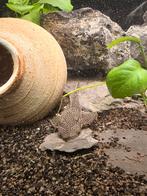 Jonge Ancistrus (Bristlenose), Vis, Zoetwatervis