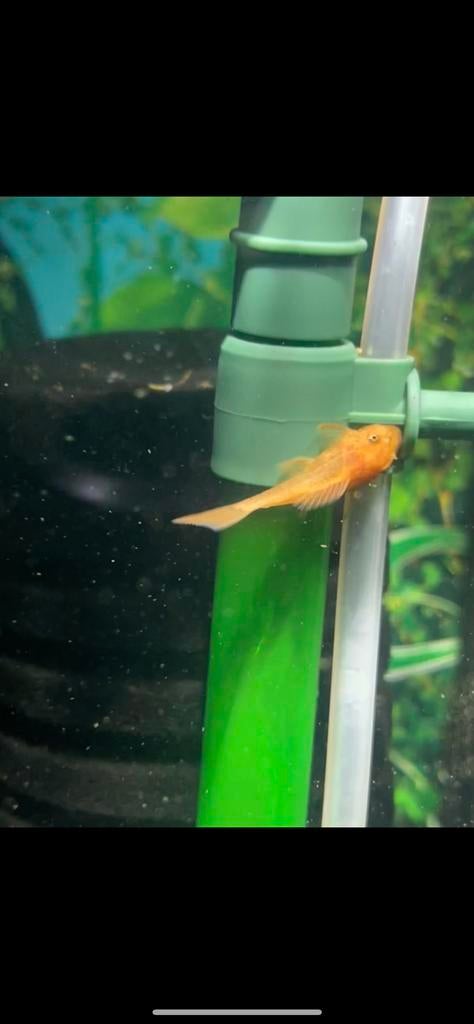 Ancistrus rouge, Animaux & Accessoires, Poissons | Poissons d'aquarium