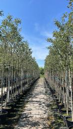 Sorbus intermedia lijsterbes | bomen in pot, Ophalen of Verzenden