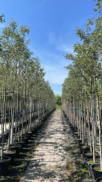 Sorbus intermedia lijsterbes | bomen in pot beschikbaar voor biedingen