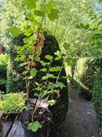 Aalbessen, Ophalen, Volle zon, Vaste plant, Fruitplanten