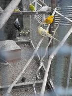 Één koppel Roodrugparkieten van 2025, Plusieurs animaux, Perruche