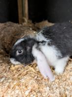 Franse hangoor rammetjes, Animaux & Accessoires, Lapins, Oreilles tombantes