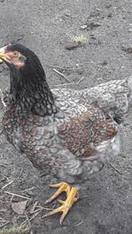 broedeieren barnevelder dubbel gezoomd, Dieren en Toebehoren, Pluimvee, Kip