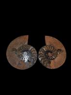 Énorme paire d'ammonites cléonicères sciées de 20 cm. 1526 g, Collections, Enlèvement ou Envoi, Fossile