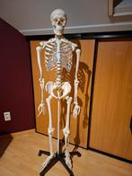 Anatomisch skelet, Diversen, Ophalen, Zo goed als nieuw