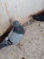 Luikse barbet duiven 5 stuks, Dieren en Toebehoren, Meerdere dieren, Overige soorten