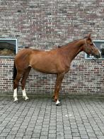 Springpaard, merrie, 7 jaar, RX-gekeurd, Merrie, Springpaard, Met stamboom, Niet van toepassing