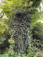 Enorme saule a donner pour bois de chauffage gratuit, Tuin en Terras, Ophalen, Takken