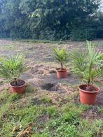Palmbomen, Tuin en Terras, Planten | Tuinplanten, Ophalen