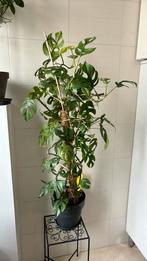 Grande plante Rhaphidophora mini Monstera à venir chercher, Ombre partielle, En pot, Plante verte, 100 à 150 cm