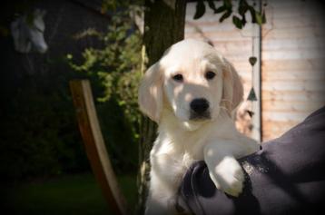 Chiots Golden Retriever