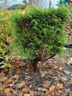 Struik (cipres), Ophalen, Struik