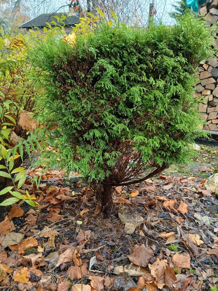Struik (cipres), Tuin en Terras, Planten | Struiken en Hagen, Struik, Ophalen