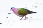 Groenvleugelduif Doffer, Mannelijk, Tropenvogel