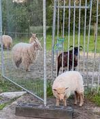 Racka  ooilammeren, Dieren en Toebehoren, Schapen, Geiten en Varkens, Vrouwelijk, Schaap, 0 tot 2 jaar
