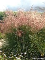 Miscanthus sinensis "Pink Cloud", Tuin en Terras, Ophalen of Verzenden