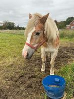 PAARD/PONY, Dieren en Toebehoren, Merrie, Minder dan 160 cm, Gechipt, Zadelmak