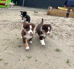 Australische herder pups (aussie pups), Dieren en Toebehoren, België, CDV (hondenziekte), 8 tot 15 weken, Meerdere