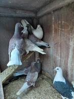 Gespikkelde duiven, Dieren en Toebehoren