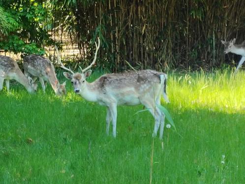 Damherten te koop, Dieren en Toebehoren, Overige Dieren, Mannelijk