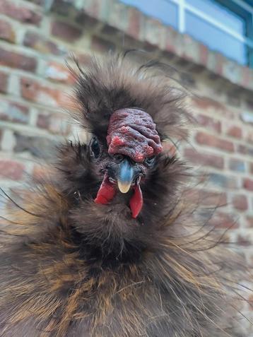 Zijdehoen haantje, Mâle, Poule ou poulet