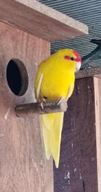 Kakariki's, Meerdere dieren, Parkiet