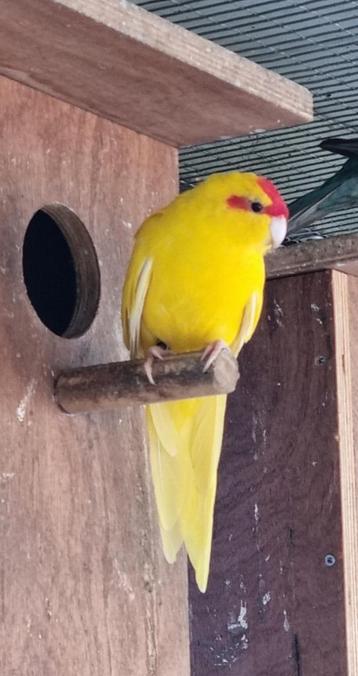 Kakariki's, Plusieurs animaux, Perruche
