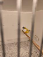 Gouldamadines, Dieren en Toebehoren