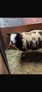 baggerbonte ram, Dieren en Toebehoren, Schapen, Geiten en Varkens, Mannelijk, Schaap, 0 tot 2 jaar