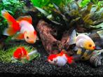 FANCY GOLDFISH : Oranda/sluierstaart, Riyukin en Ranchu, Dieren en Toebehoren, Vis, Zoetwatervis