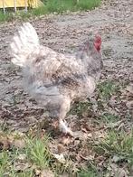 Jonge koekoekshaan, Dieren en Toebehoren, Pluimvee, Kip