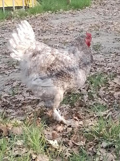 Jonge koekoekshaan, Dieren en Toebehoren, Pluimvee, Kip