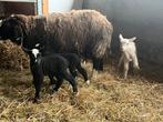 Zwartbles lammeren te koop, Dieren en Toebehoren, Schapen, Geiten en Varkens, Schaap